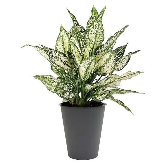 Aglaonema Snow white & Red