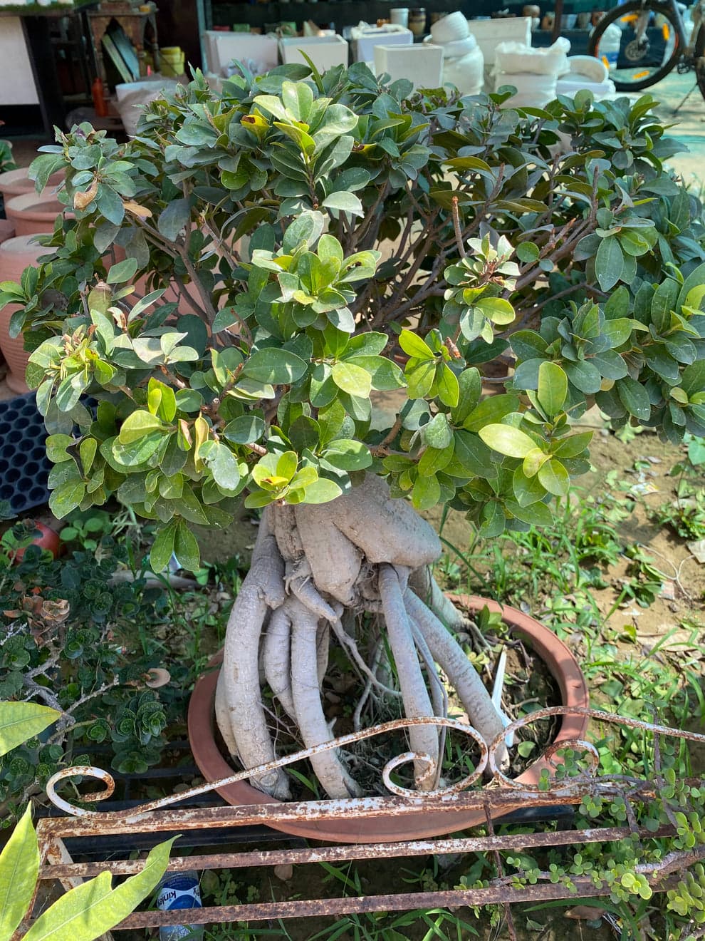Banyan Tree Ficus Bonsai Plant