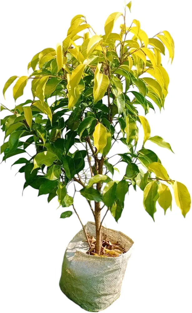 Black Ficus & Golden Ficus