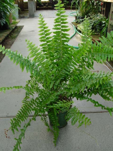 Boston fern(Green lady plant)
