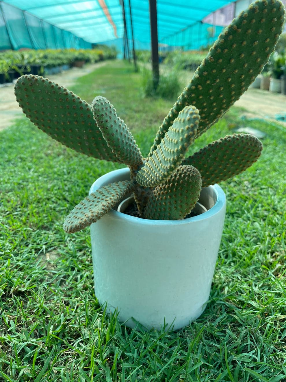 Bunny Ear Succulent plant