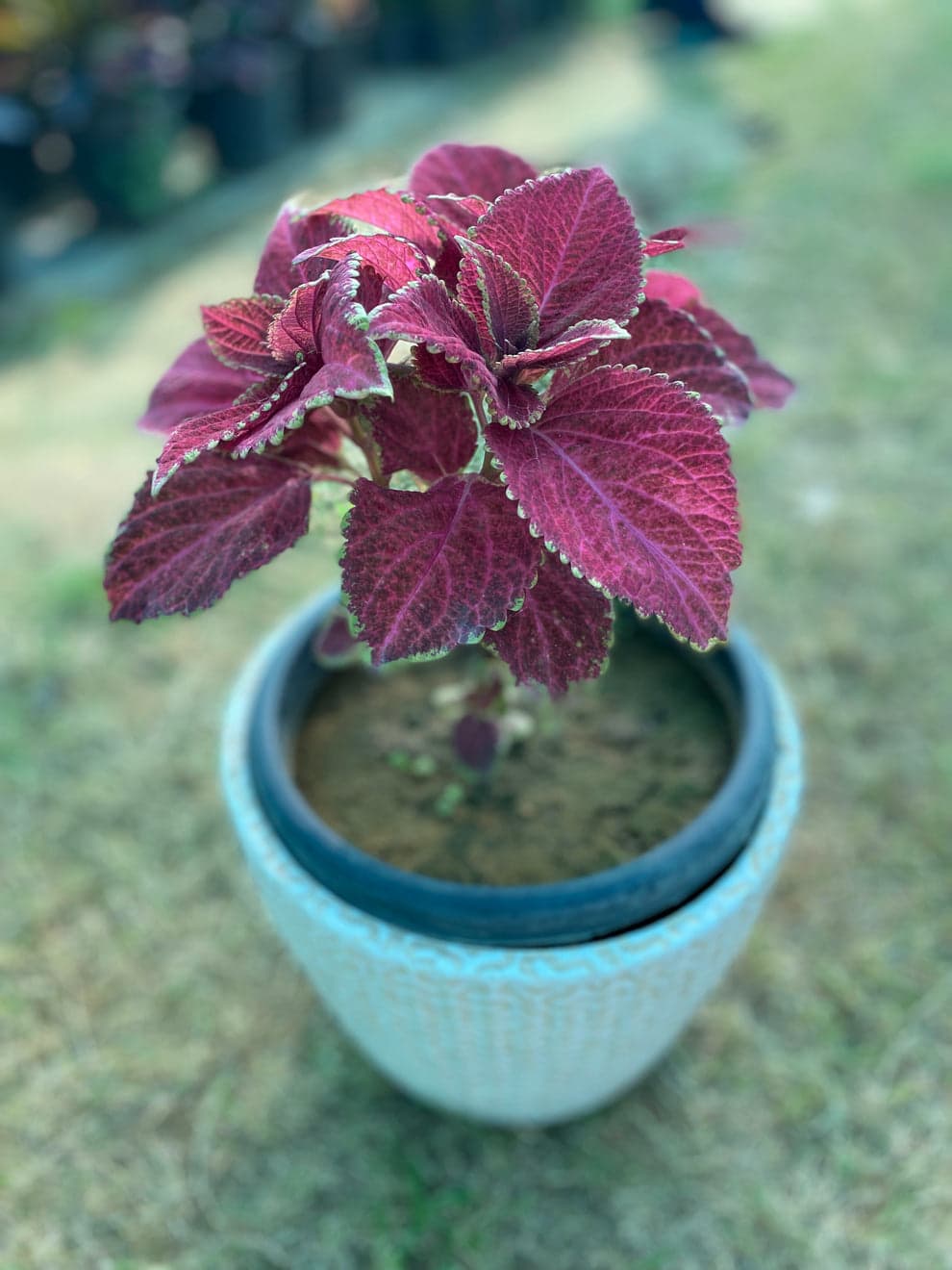 Coleus Plant (Green,Red)