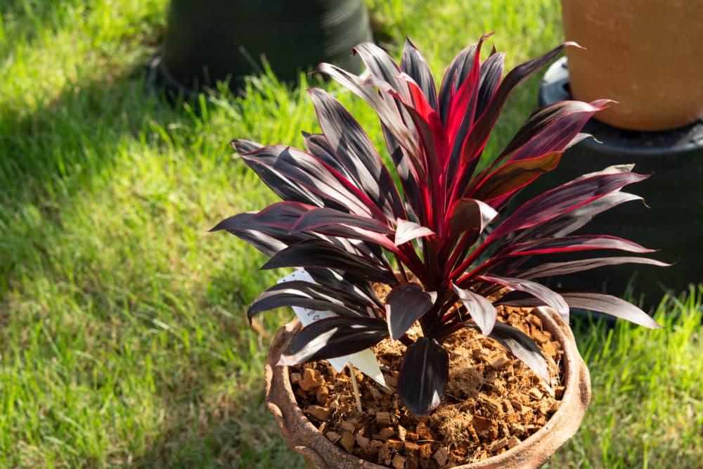 Cordyline plant