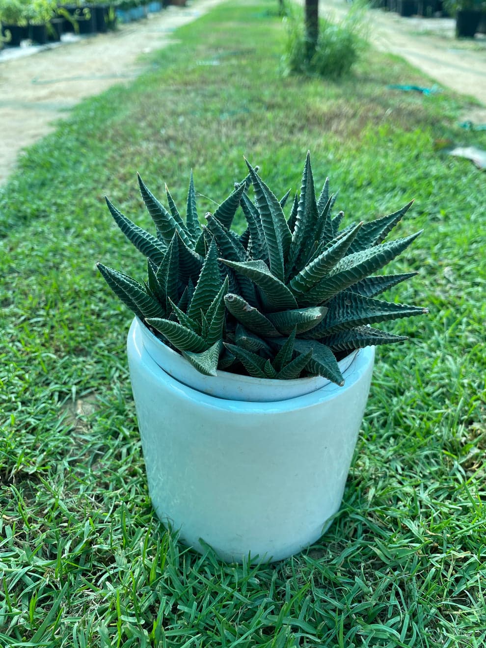 Fairy Washboard Succulent Plant