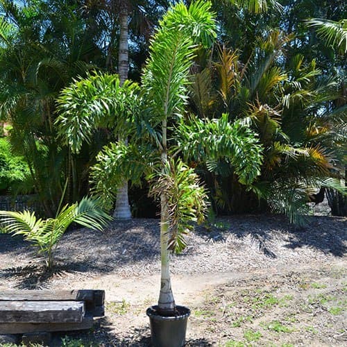 Foxtail palm