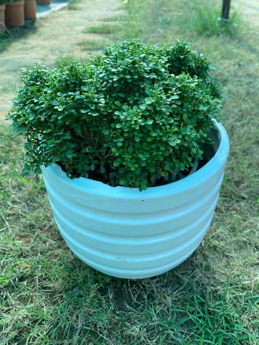 Littleleaf  Boxwood plant