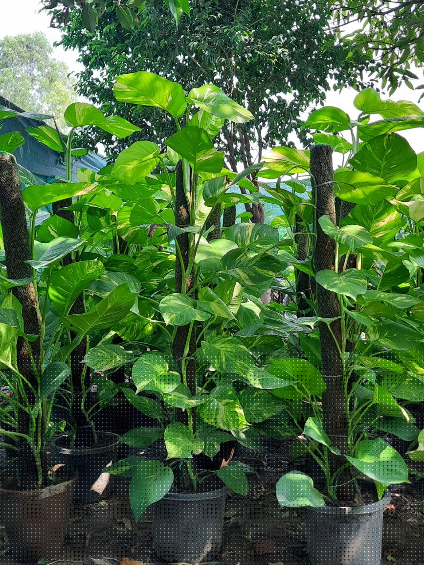 Money plant & Money Ant