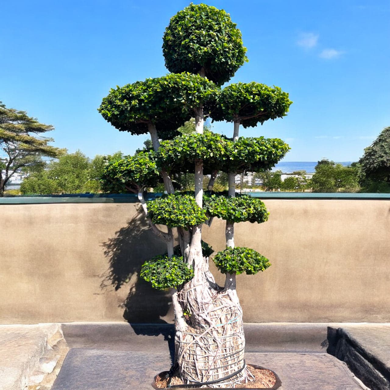 Multi head ficus (Bonsai)