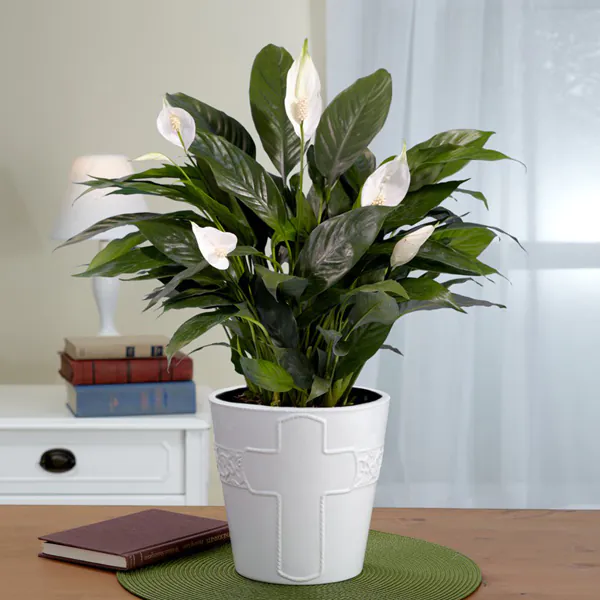 Peace lily plant(Red, purple,white)