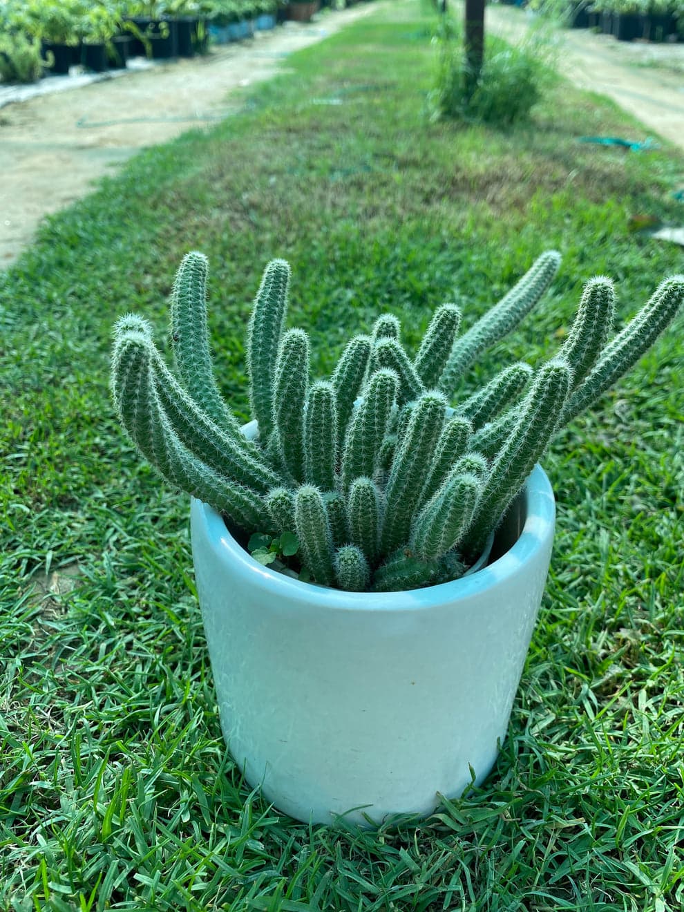 Peanut cactus Succulent plant