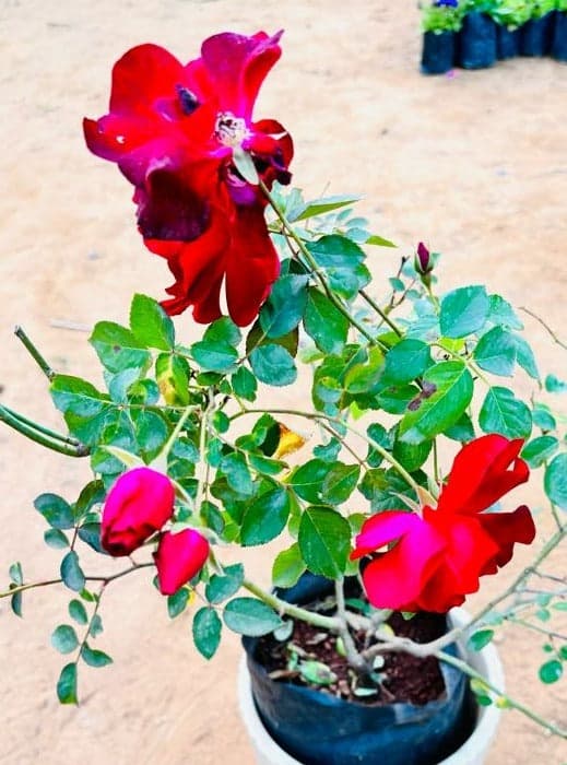 Rose Red Flowering Plant
