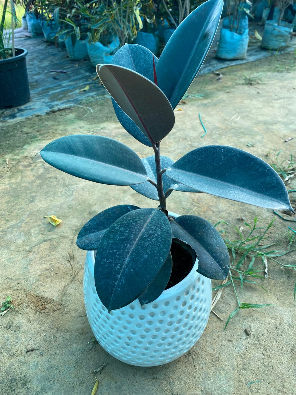 Rubber plant