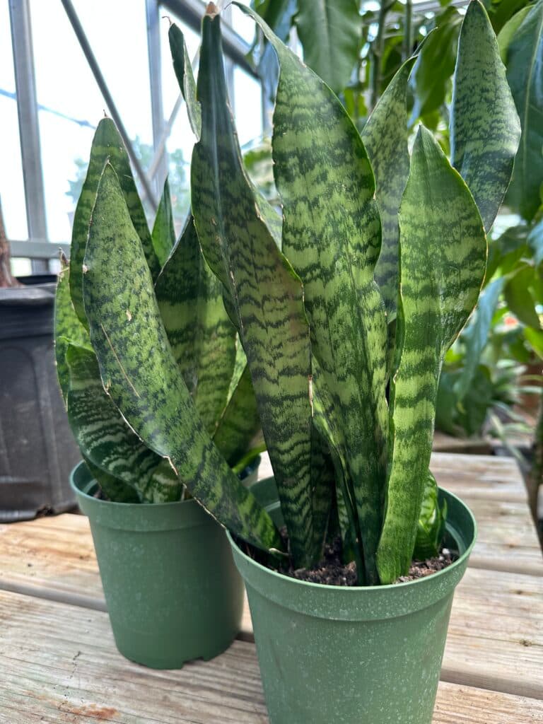 Snake plant