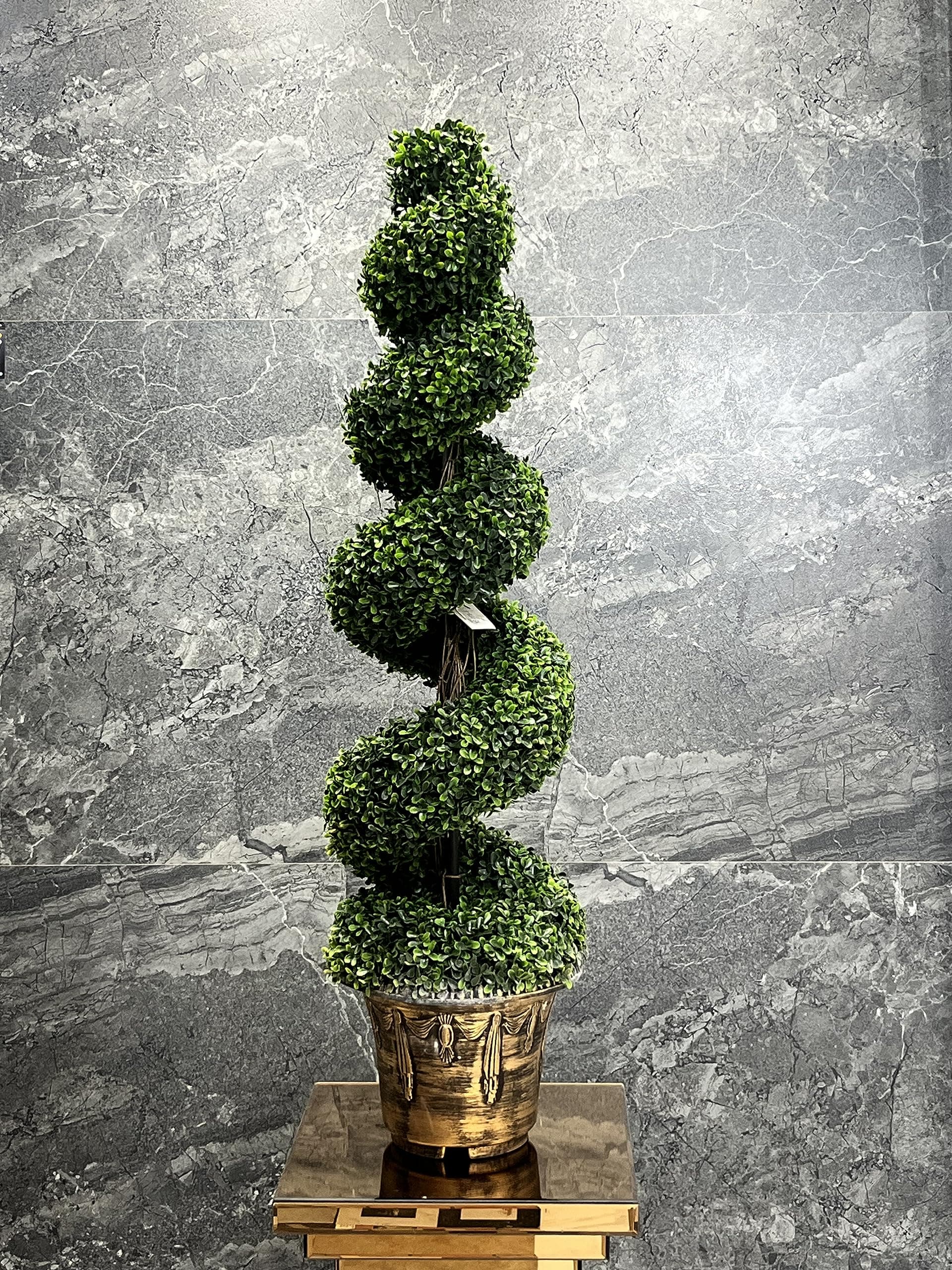 Spiral Ficus plant